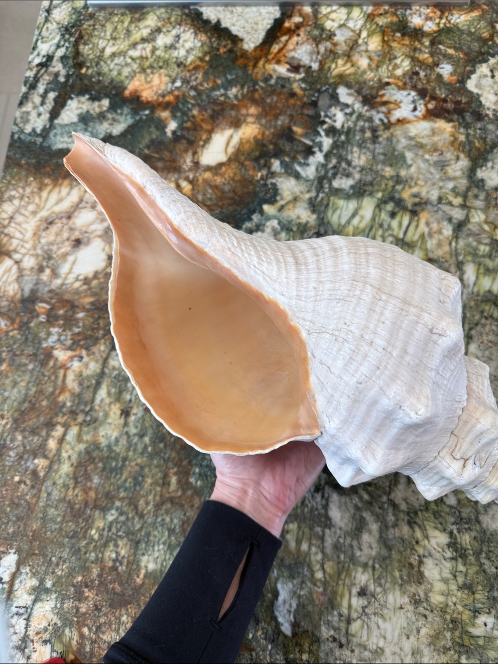 Large Natural Conch Shell with Peach Interior